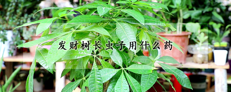 发财树长虫子用什么药