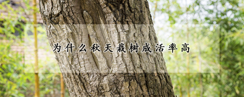 为什么秋天栽树成活率高
