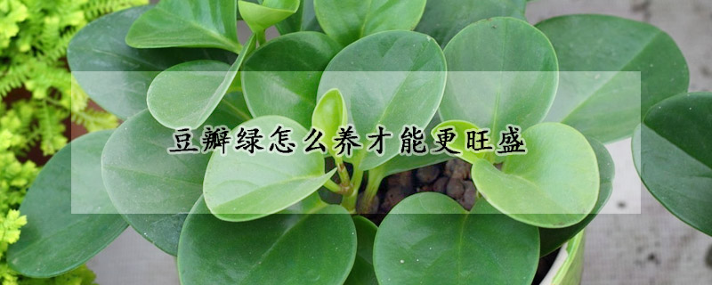 豆瓣绿怎么养才能更旺盛