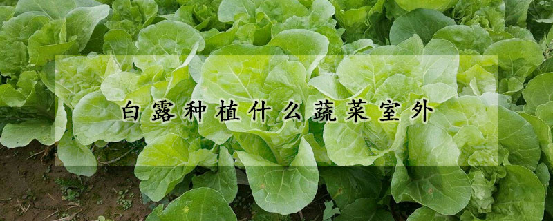 白露种植什么蔬菜室外