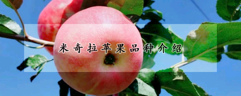米奇拉苹果品种介绍