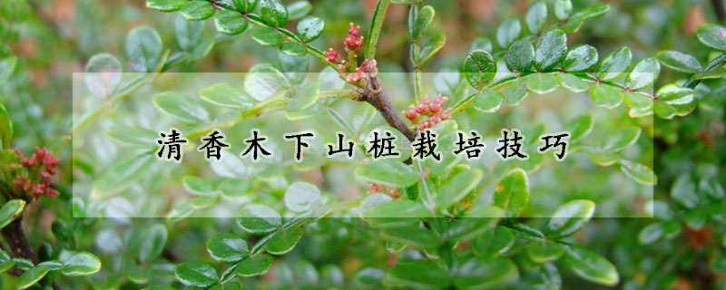 清香木下山桩栽培技巧