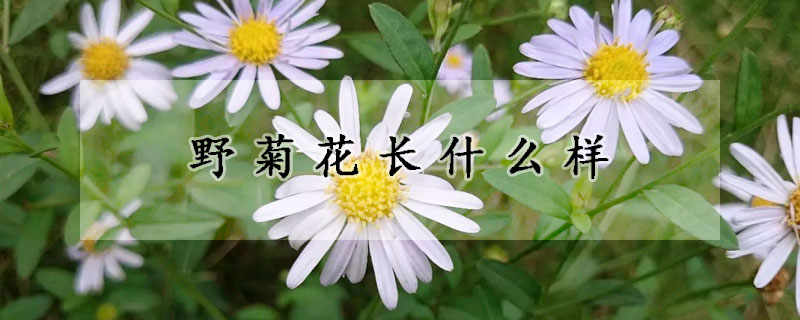 野菊花长什么样