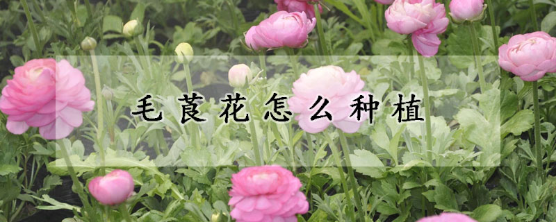 毛莨花怎么种植