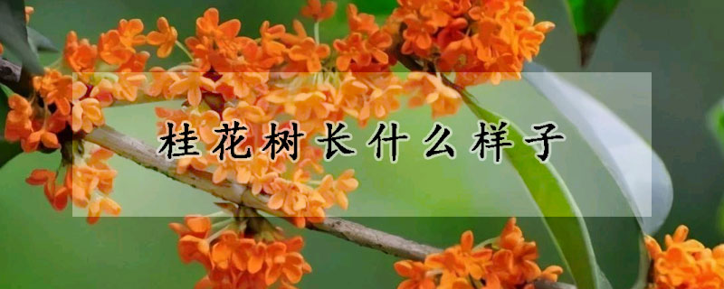 桂花树长什么样子