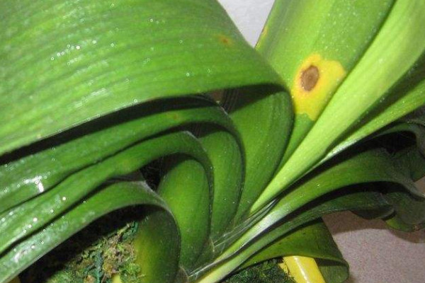 植物叶子发黄干枯是怎么回事
