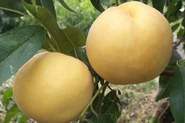 最甜的晚熟桃子品种 最出名的晚熟桃品种