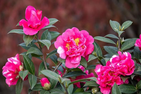 家里养什么花风水好 家里养什么植物寓意比较好