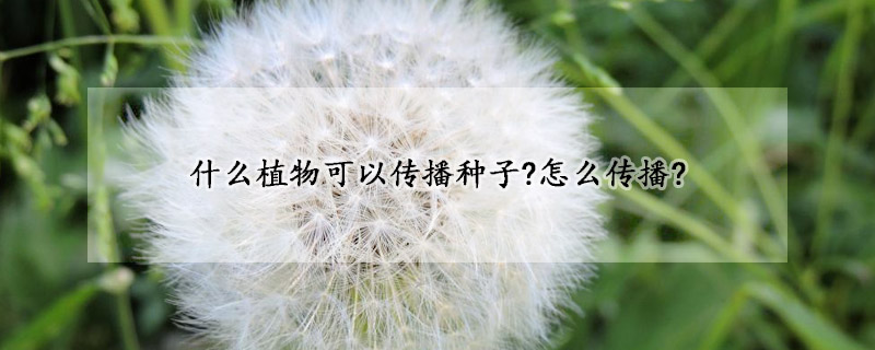 什么植物可以传播种子?怎么传播?