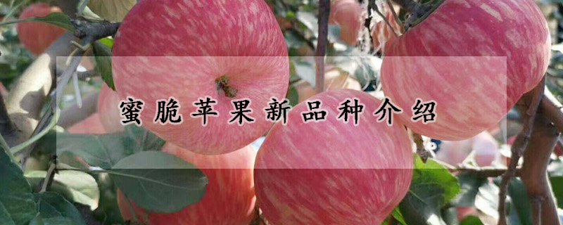 蜜脆苹果新品种介绍