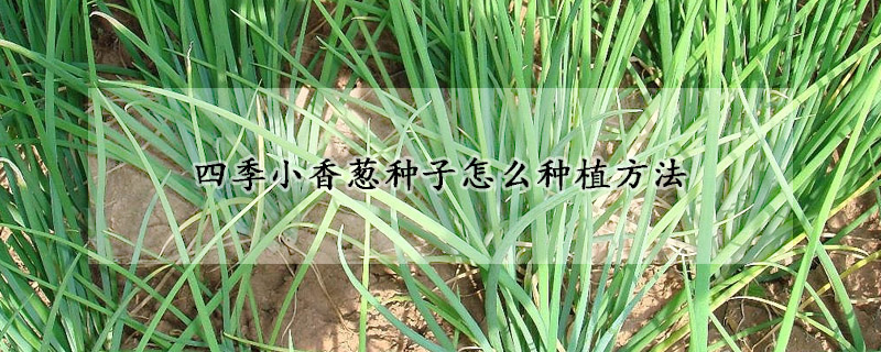 四季小香葱种子怎么种植方法