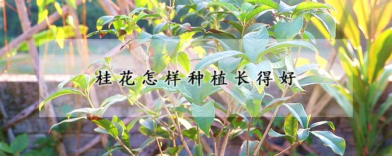 桂花怎样种植长得好