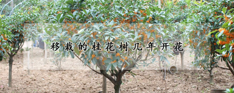 移栽的桂花树几年开花