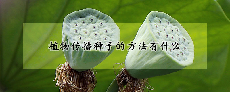 植物传播种子的方法有什么