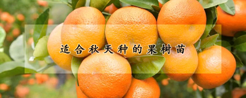 适合秋天种的果树苗