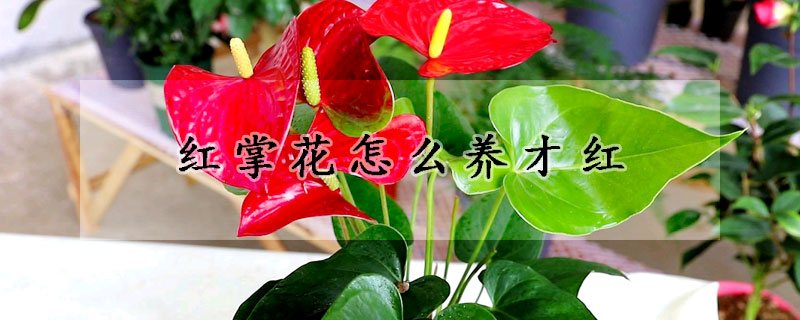 红掌花怎么养才红