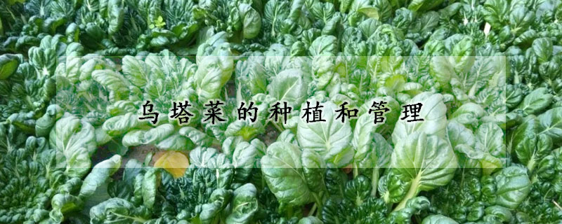 乌塔菜的种植和管理