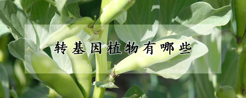 转基因植物有哪些