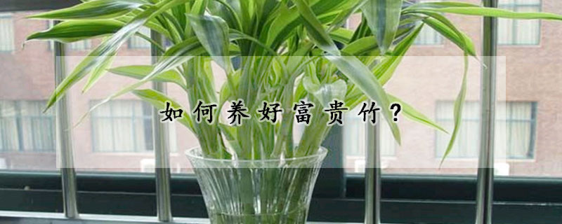 如何养好富贵竹?