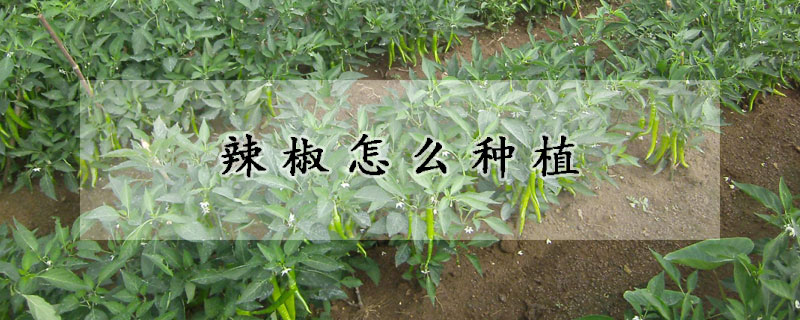 辣椒怎么种植