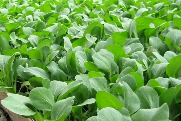 白菜种植管理和施肥