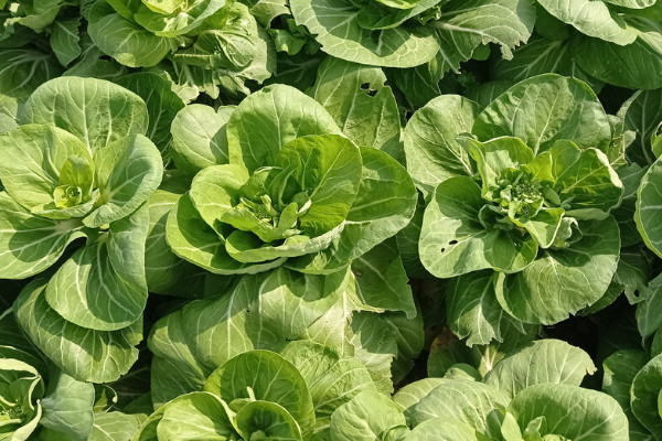 白菜种植管理和施肥
