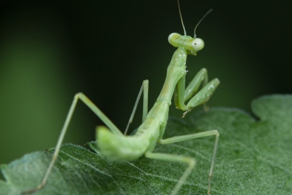 昆虫记螳螂的特点