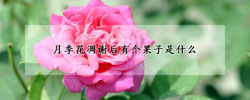 月季花凋谢后有个果子是什么