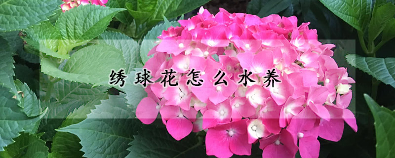 绣球花怎么水养