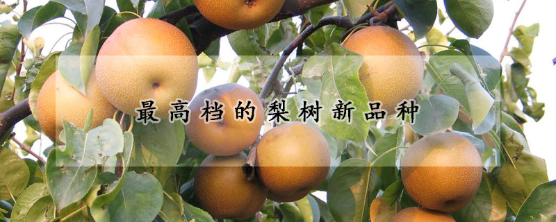 最高档的梨树新品种