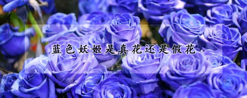 蓝色妖姬是真花还是假花