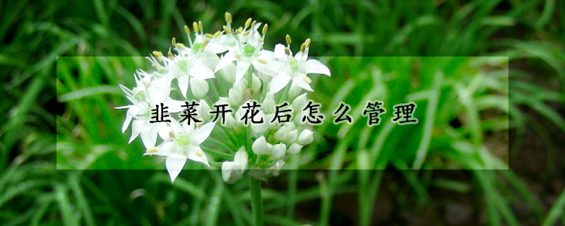 韭菜开花后怎么管理