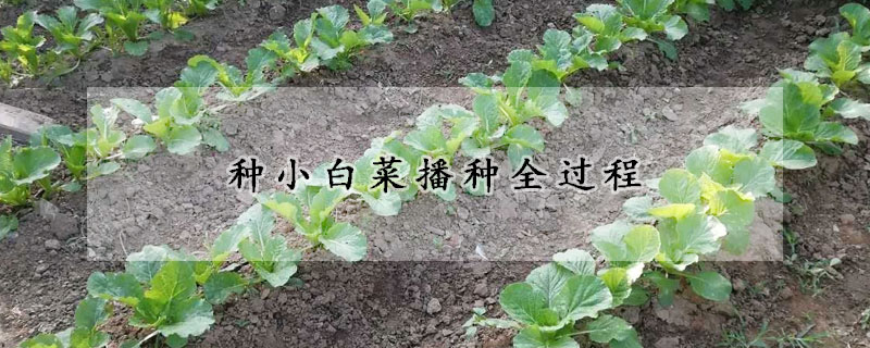 种小白菜播种全过程