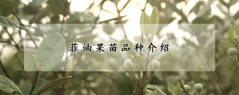 菲油果苗品种介绍