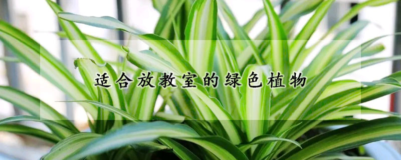 适合放教室的绿色植物