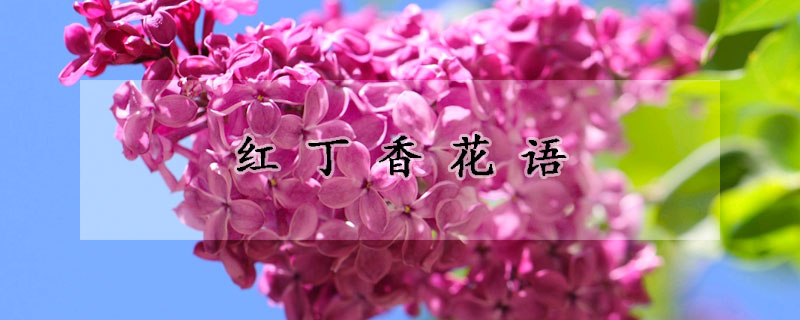 红丁香花语