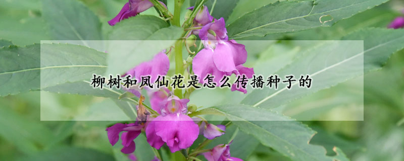 柳树和凤仙花是怎么传播种子的