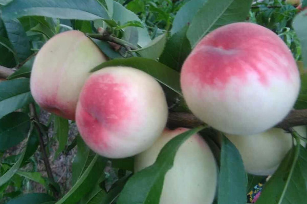 桃核怎么种植成桃树