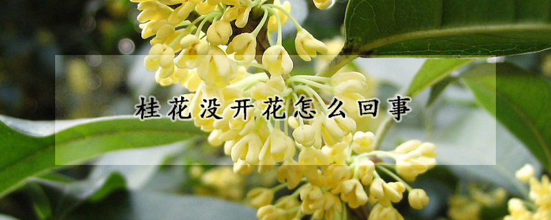 桂花没开花怎么回事