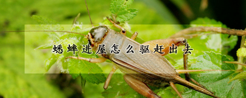 蟋蟀进屋怎么驱赶出去