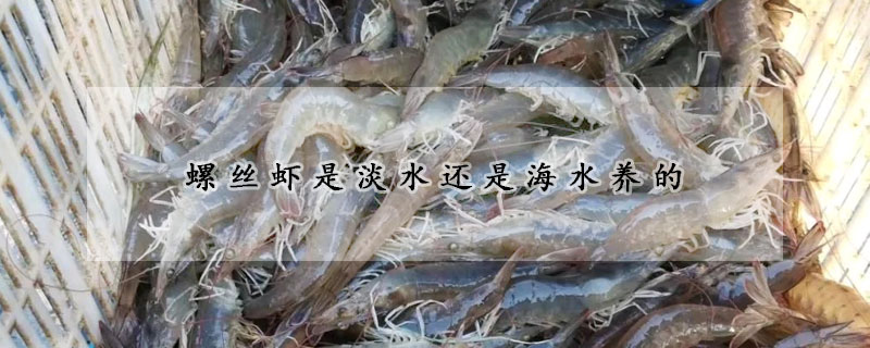 螺丝虾是淡水还是海水养的