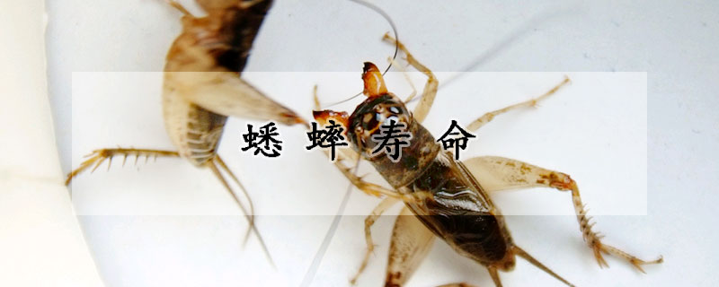 蟋蟀寿命