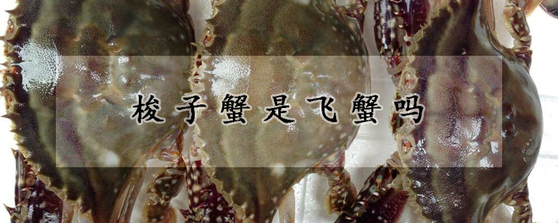 梭子蟹是飞蟹吗