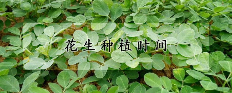 花生种植时间