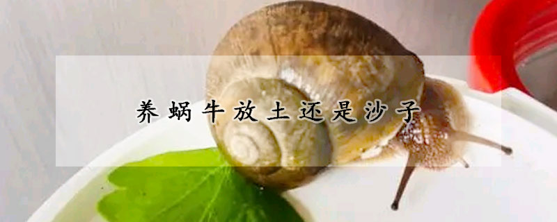 养蜗牛放土还是沙子