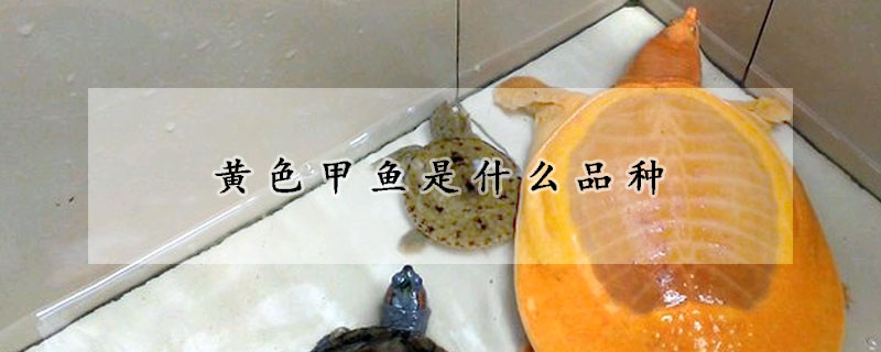 黄色甲鱼是什么品种