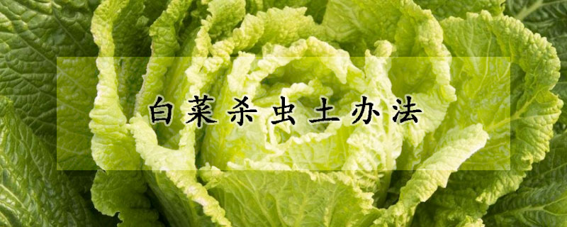 白菜杀虫土办法