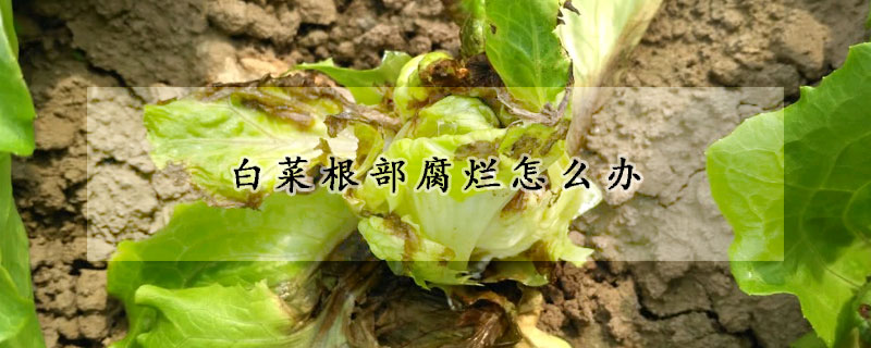 白菜根部腐烂怎么办