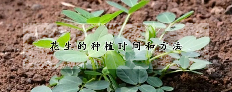 花生的种植时间和方法