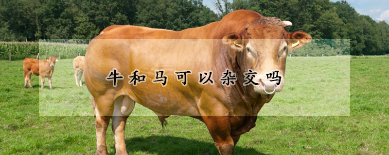牛和马可以杂交吗